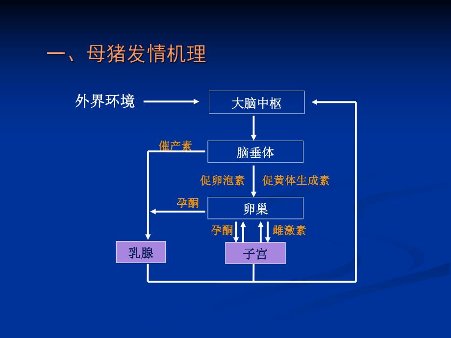 母猪发情机理与促情要点.ppt_第3页