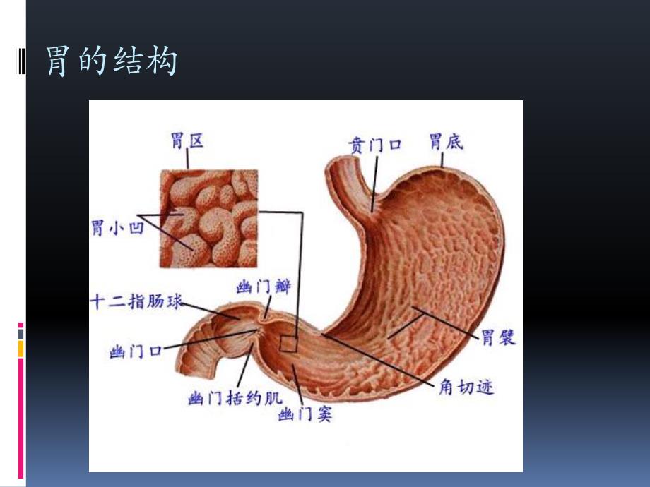 急慢性胃炎.ppt_第2页