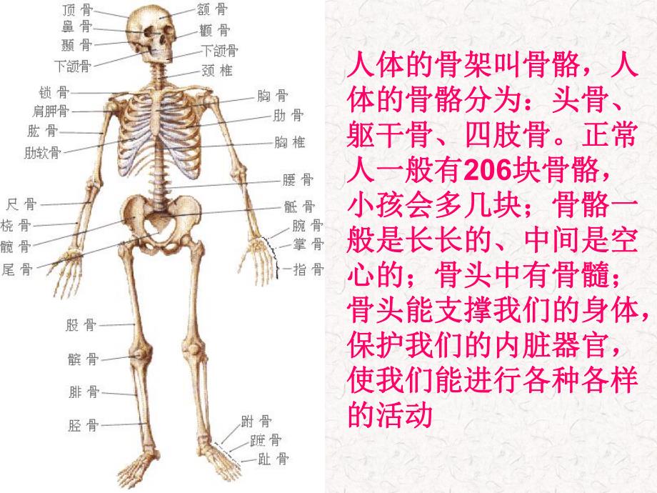 教科版小学科学四级上册《骨骼、关节和肌肉》课件.ppt_第2页