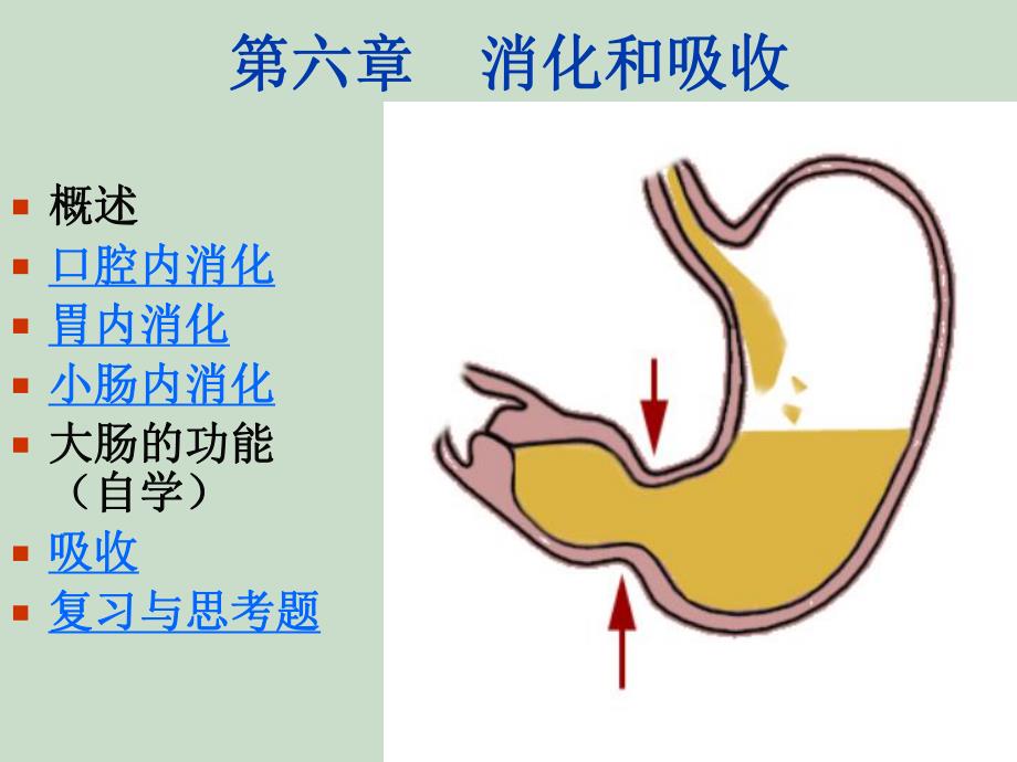 第六章消化与吸收.ppt_第1页