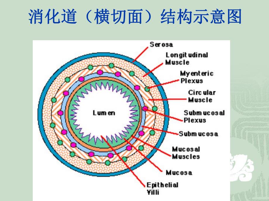 第六章消化与吸收.ppt_第3页