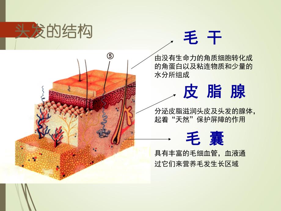 毛发基础及雄激素源性脱发.ppt_第3页