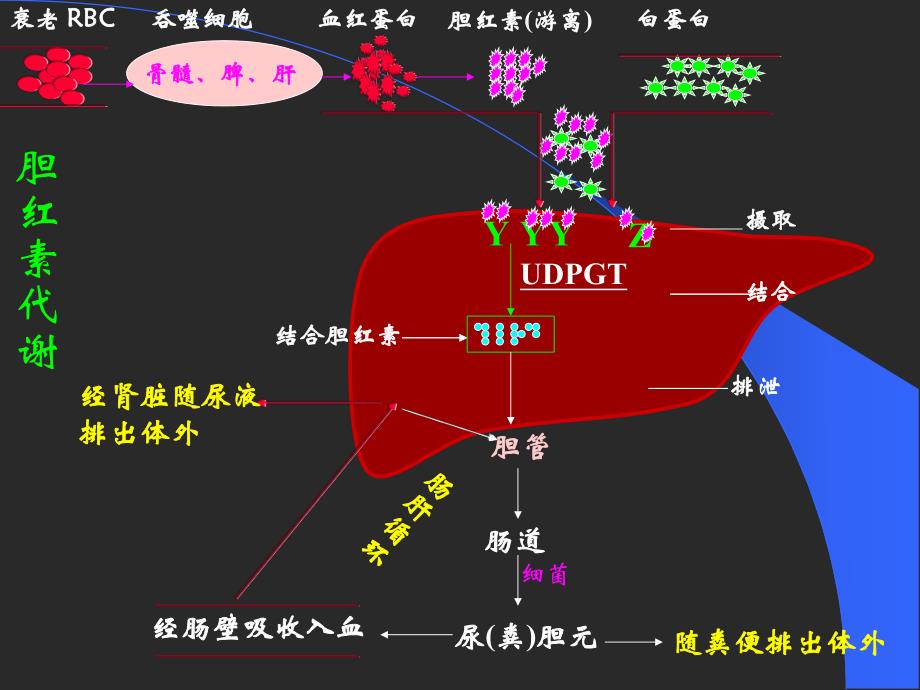 新生儿黄疸3.ppt_第3页