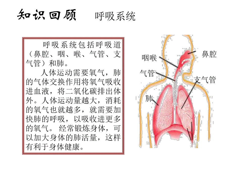 相互协作的人体器官.ppt_第3页