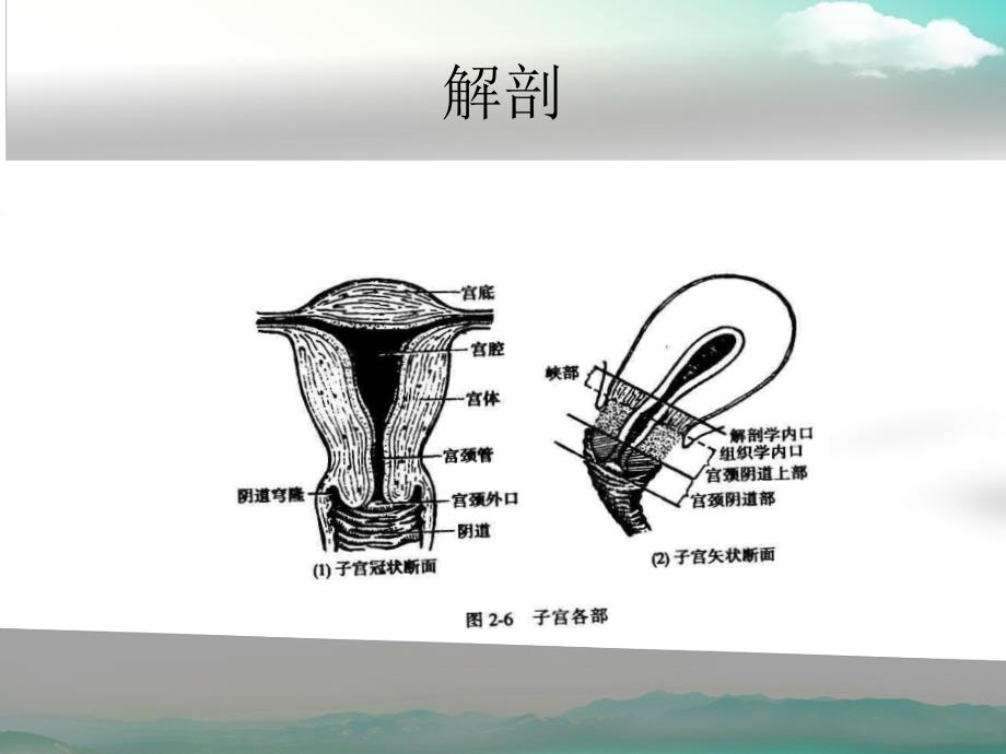 疾病查房—子宫肌瘤的护理.ppt_第2页