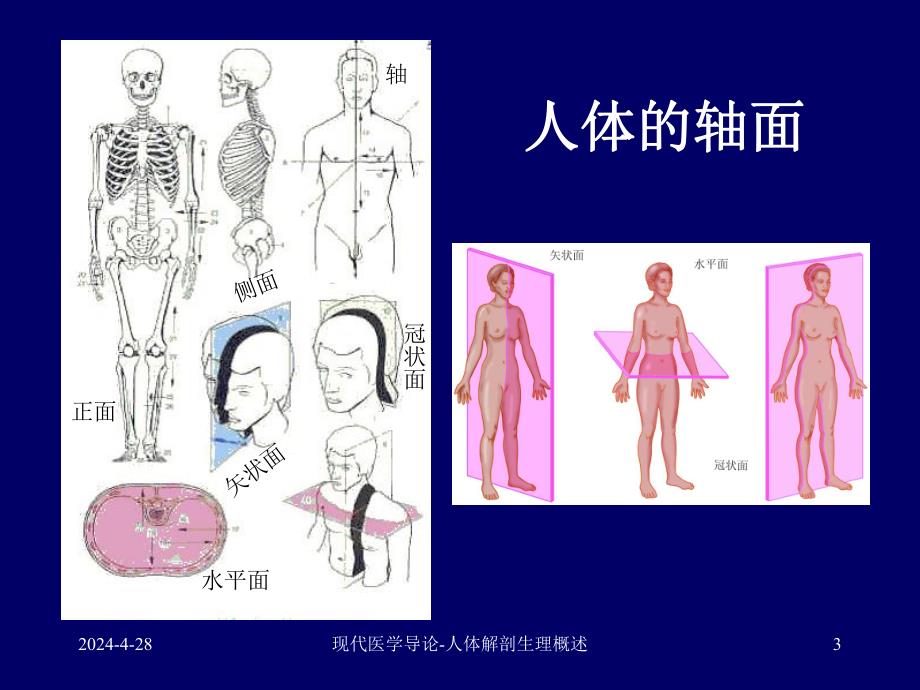 现代医学导论(生理解剖).ppt_第3页