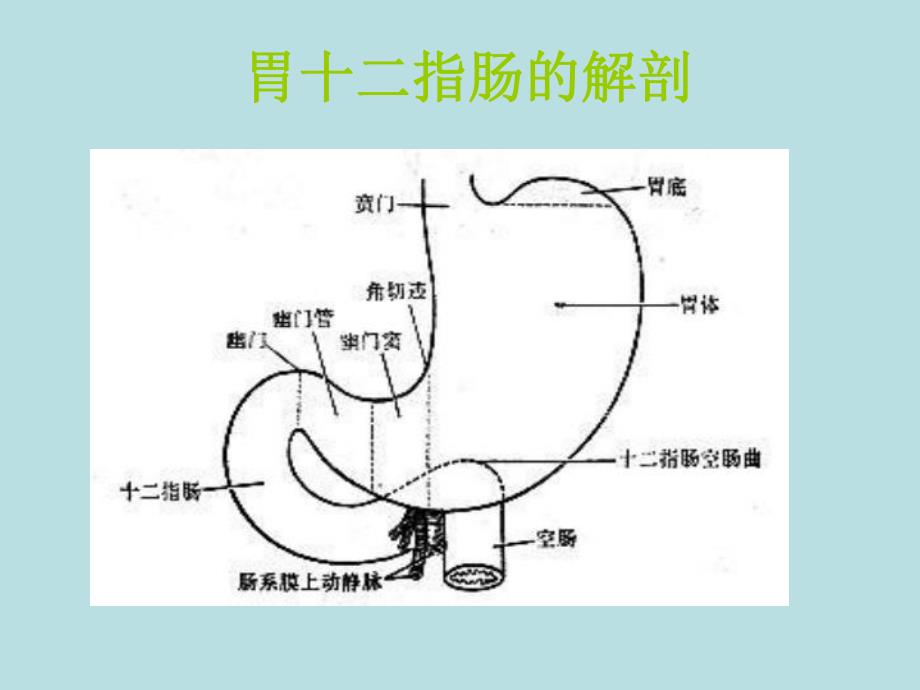 消化道溃疡的护理.ppt_第2页