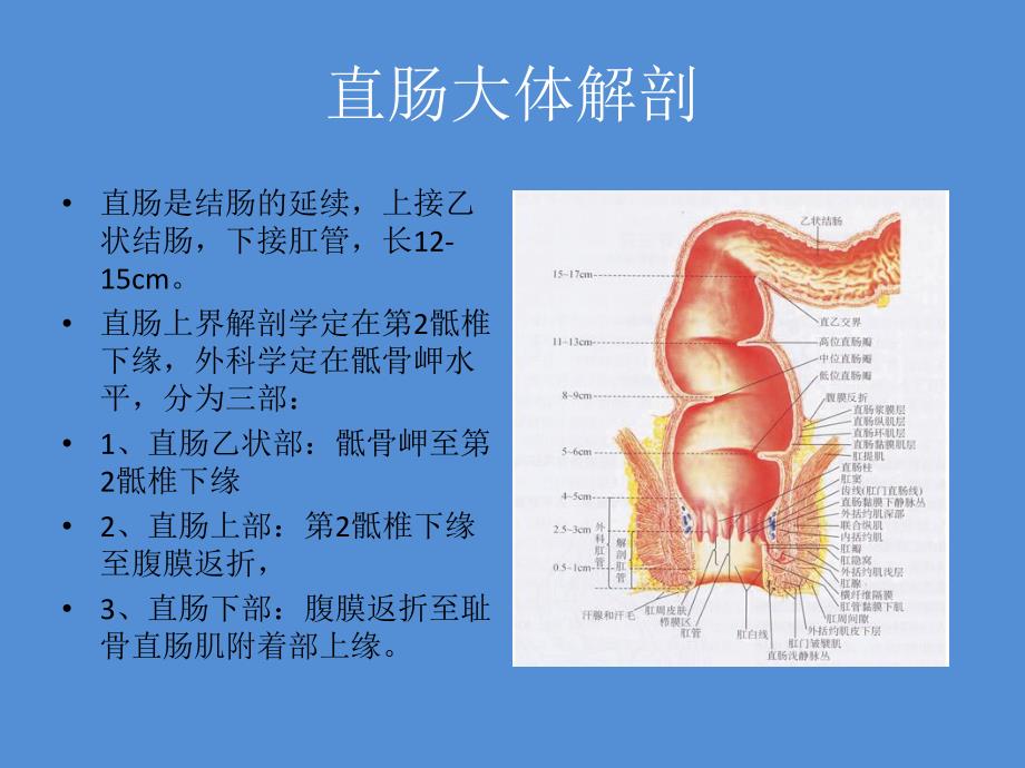 直肠癌术前分期.ppt_第2页