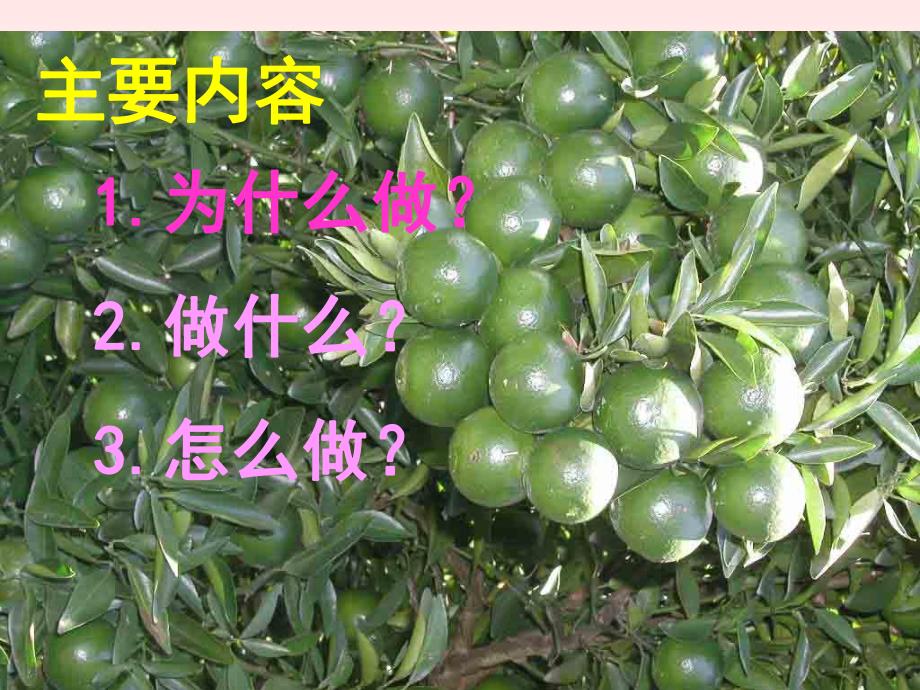 沙糖橘一两收的花期营养调控机理研究.ppt_第2页