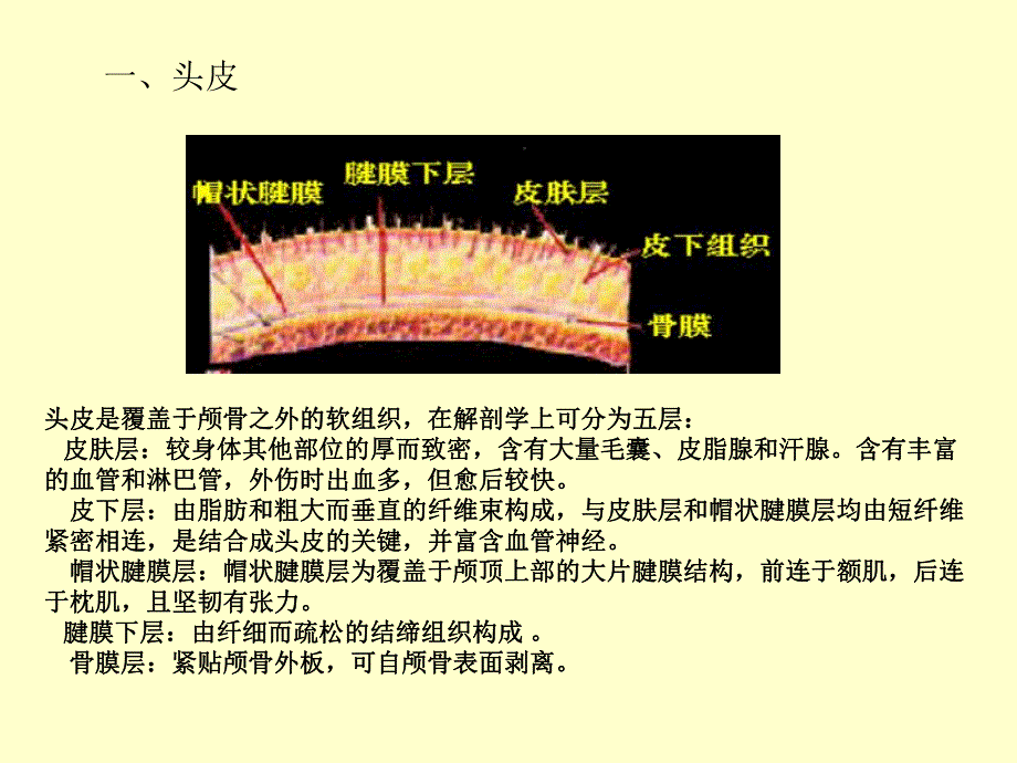 神经系统解剖生理健康与评估.ppt_第3页