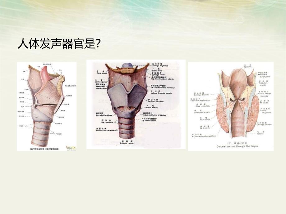 第八章发声障碍.ppt_第3页