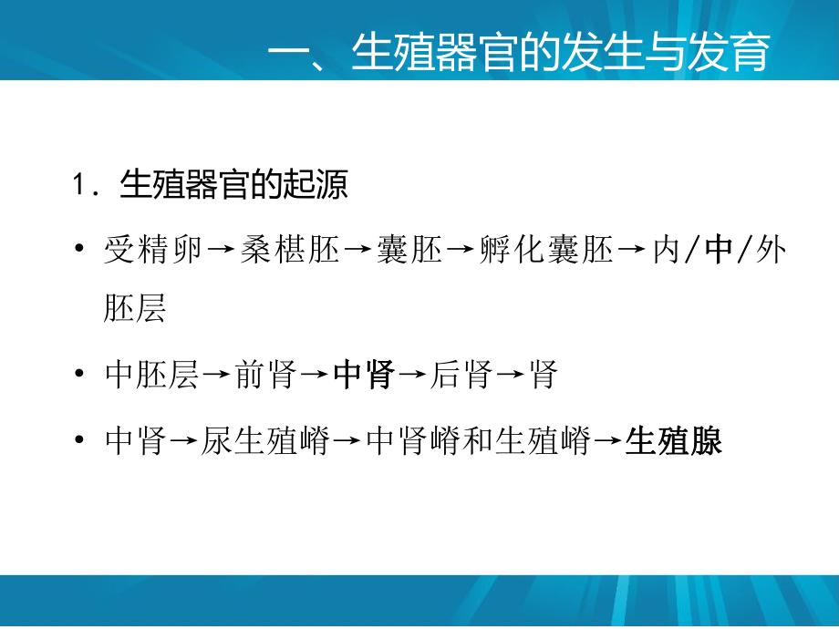 第一章动物生殖器官及机能动物繁殖学.ppt_第3页