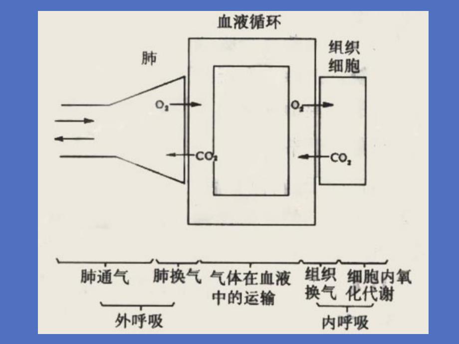 第三节呼吸的评估护理.ppt_第3页