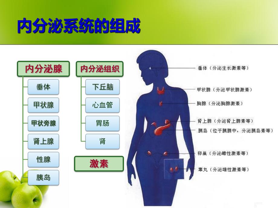 第七章第一节内分泌系统疾病常见症状和体征的护理.ppt_第3页