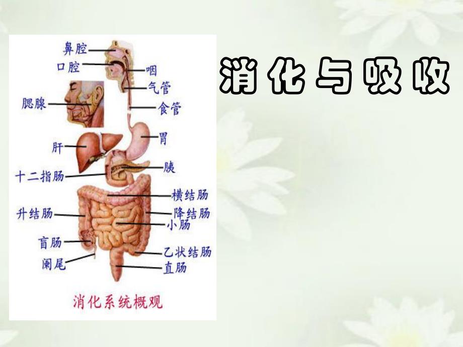 消化系统医学消化与吸收.ppt_第1页