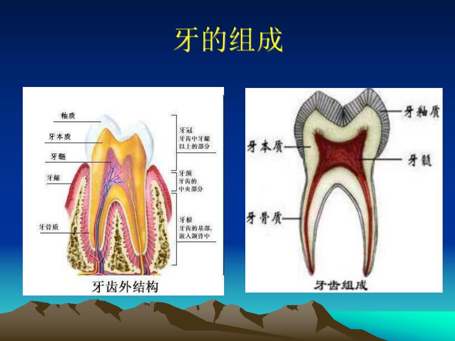 牙体牙髓病1.ppt_第2页