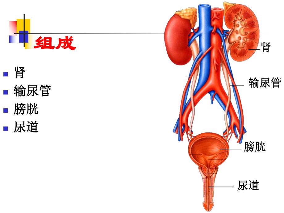 泌尿系统解剖.ppt_第2页