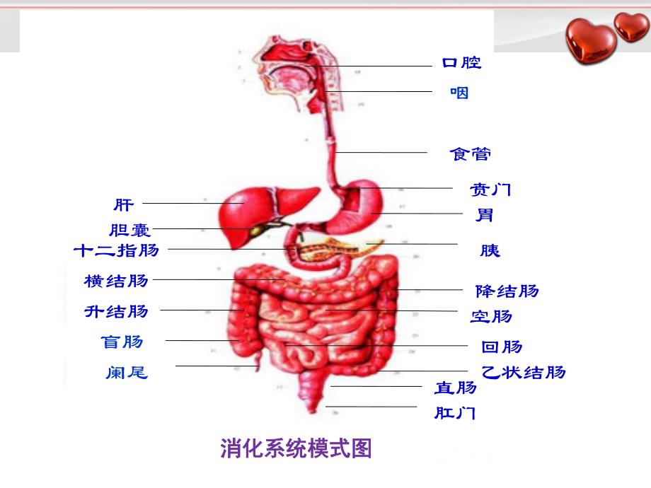 消化道出血护理.ppt_第3页