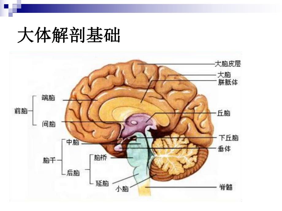 神经第一节解剖与基本病变.ppt_第3页