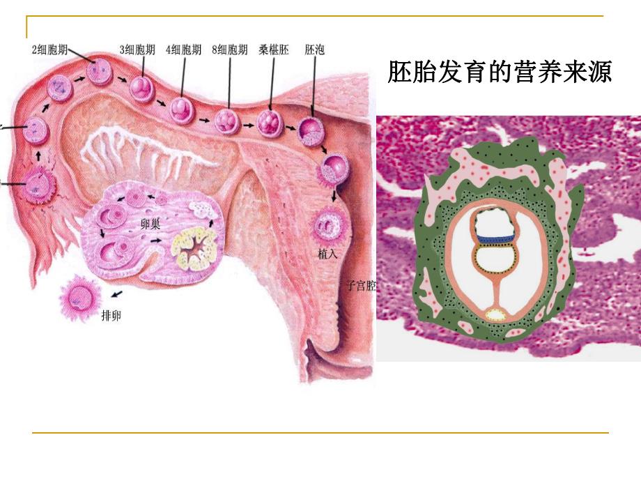 第八讲心血管发生.ppt_第3页