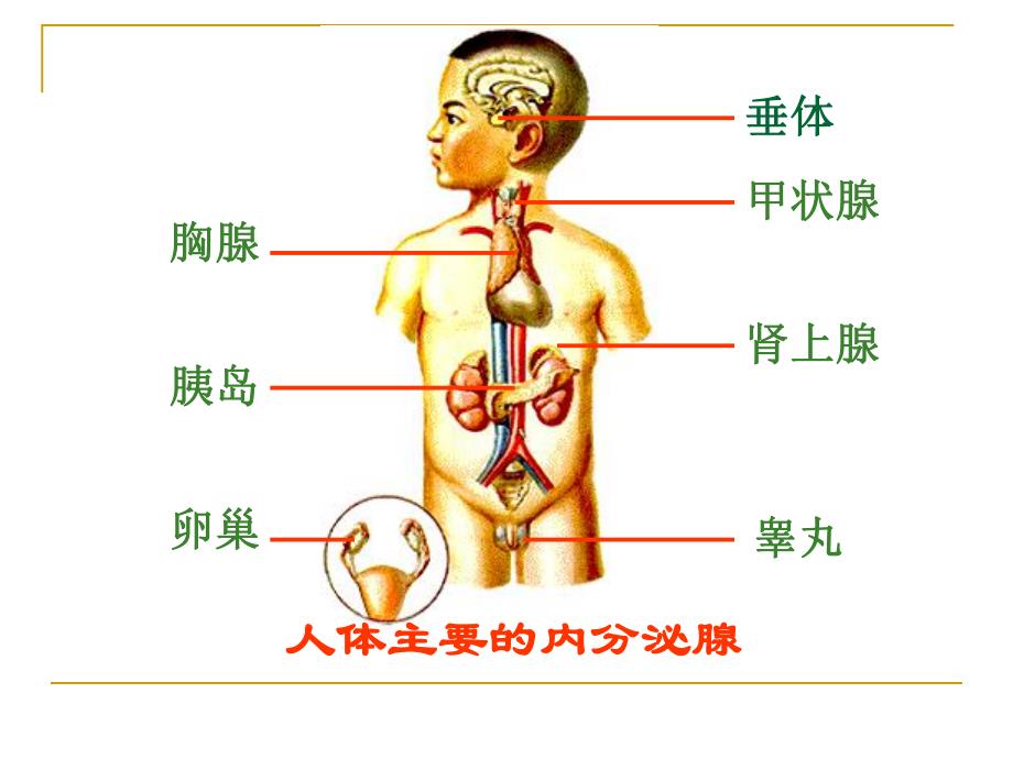 胰岛素与糖尿病.ppt_第2页