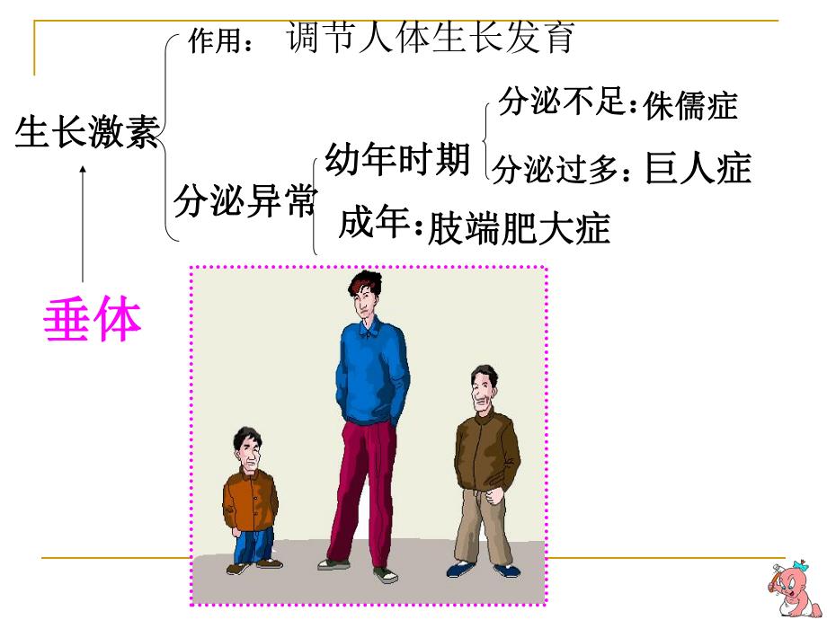 胰岛素与糖尿病.ppt_第3页