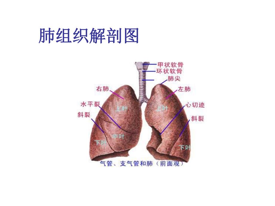 纤维支气管镜检查的护理.ppt_第2页