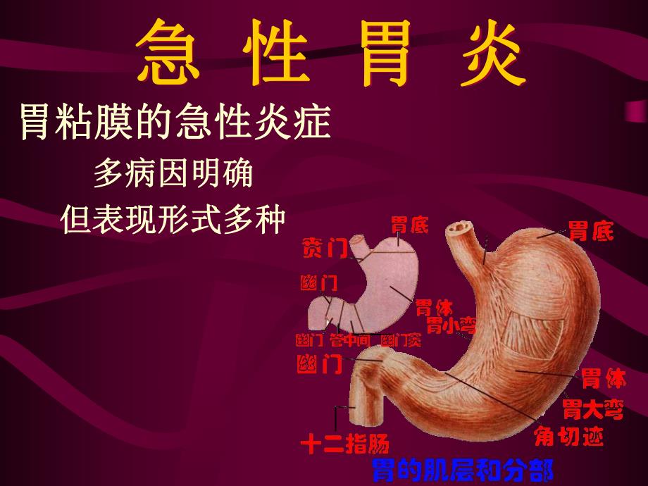 胃炎.ppt.ppt_第2页