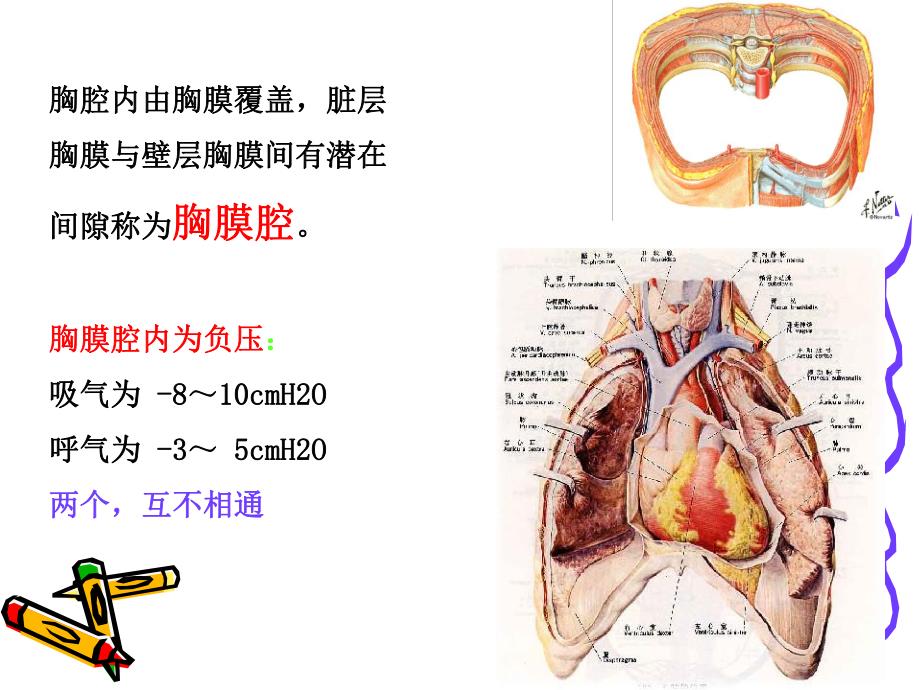 肋骨骨折、气胸、血胸病人的护理.ppt_第2页