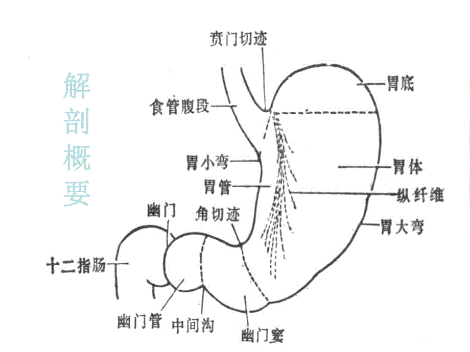 胃十二指肠溃疡穿孔讲课.ppt_第2页