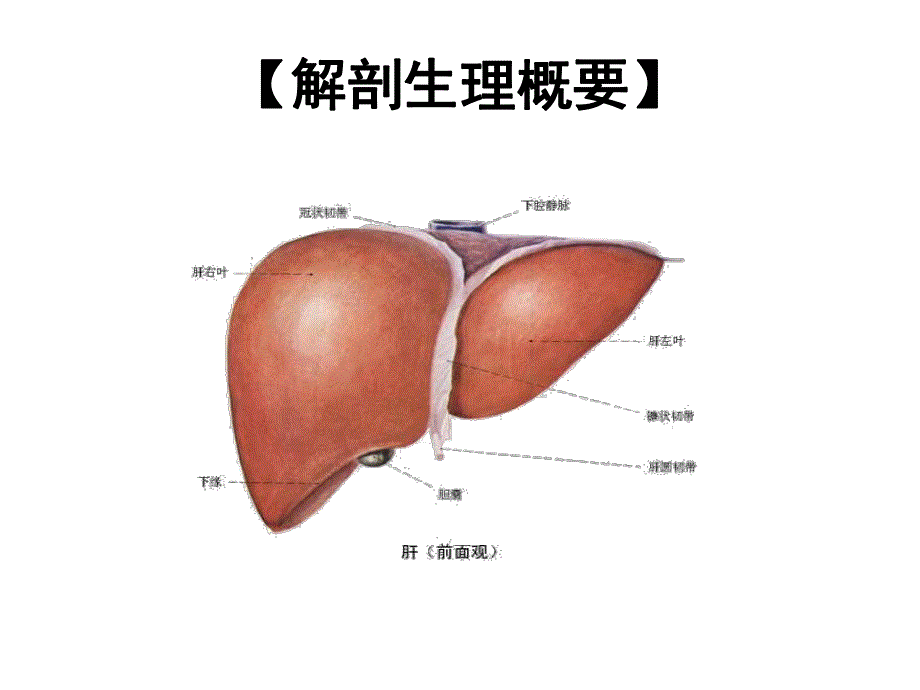 肝癌病人的护理ppt.ppt_第2页