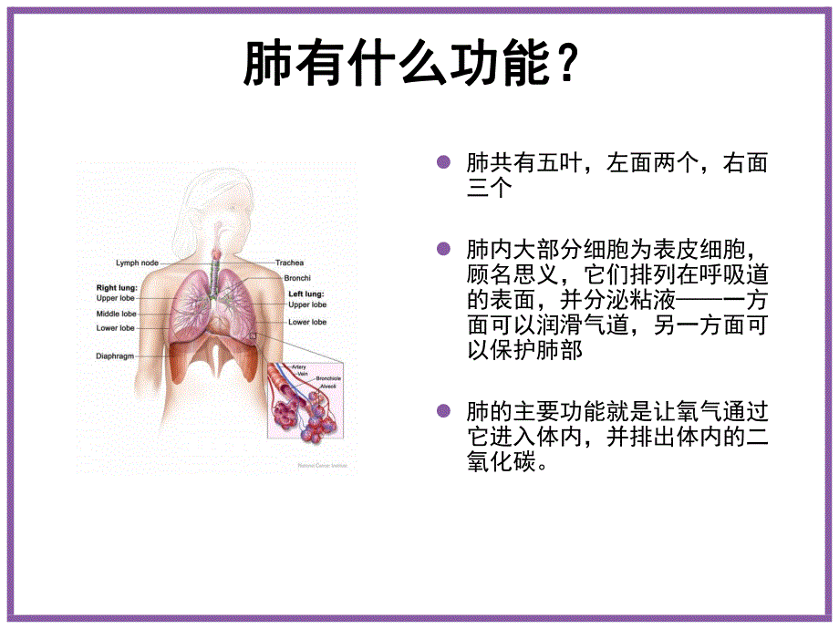 肺癌基础知识与预防.ppt_第2页