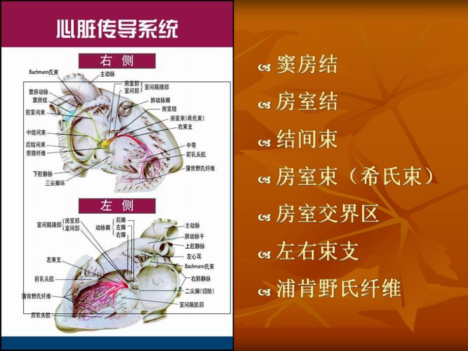 缓慢性心律失常的诊断和治疗.ppt_第3页