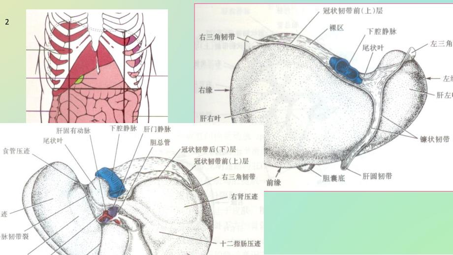 胆结石的隐患.ppt_第3页