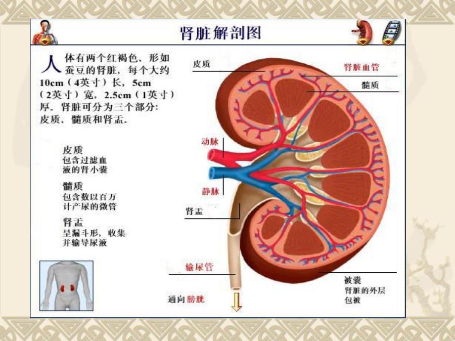 肾结石.ppt.ppt_第3页