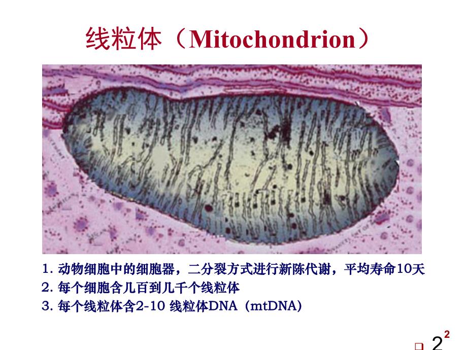 线粒体疾病的分子诊断.ppt_第2页