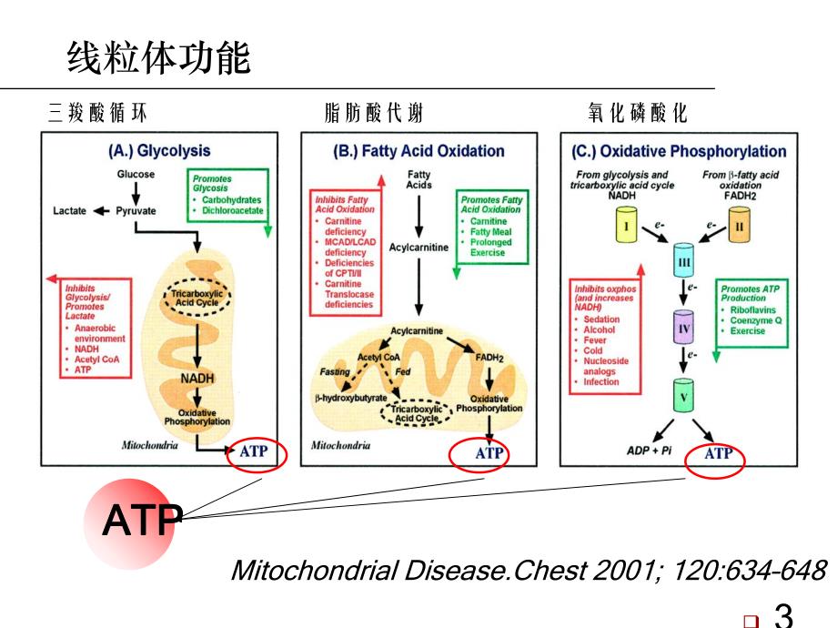 线粒体疾病的分子诊断.ppt_第3页