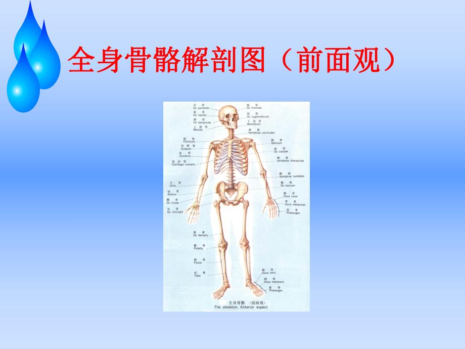 股骨头缺血性坏死护理查房.ppt_第2页