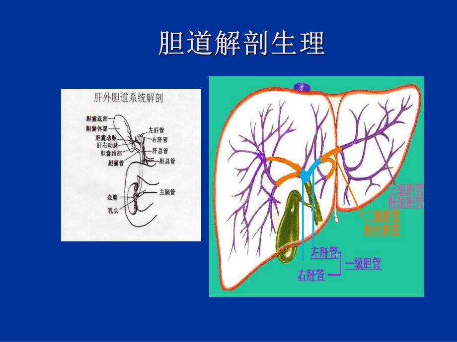 胆囊结石及防治.ppt_第2页