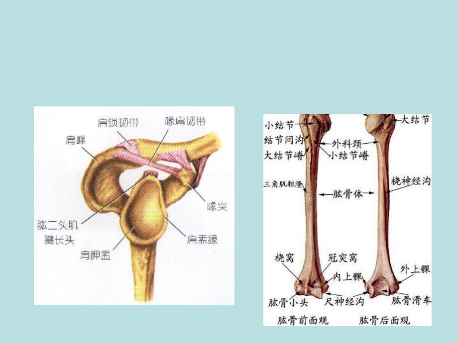 肩关节常见疾病.ppt_第3页