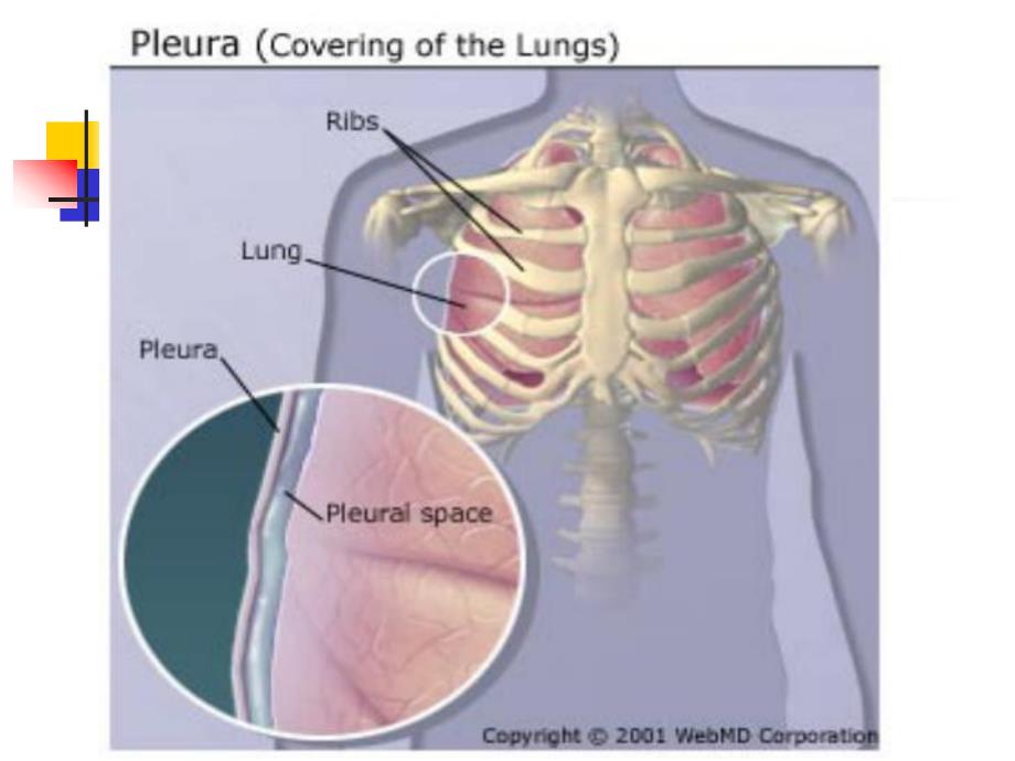 胸腔积液PPT.ppt_第2页