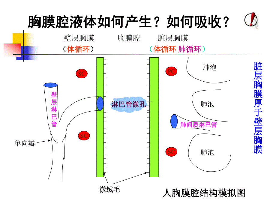 胸腔积液PPT.ppt_第3页