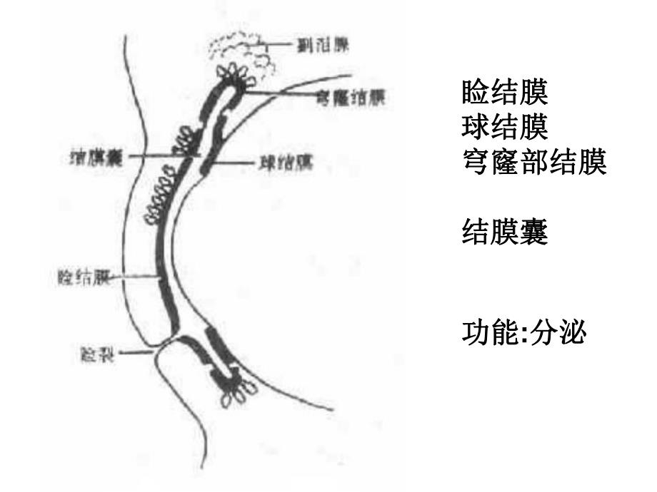 结膜炎病人的护理.ppt_第2页