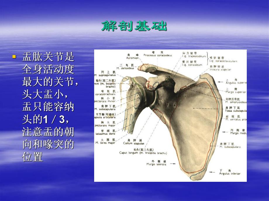 肩关节脱位图文.ppt_第3页