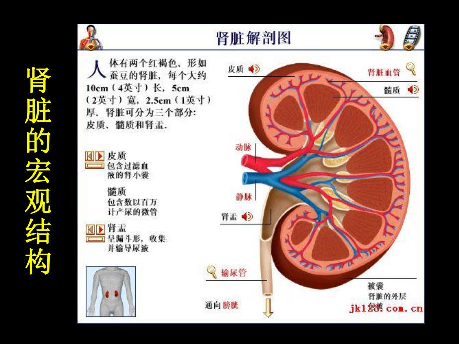 糖尿病肾病的诊断与治疗(教学ppt).ppt_第3页