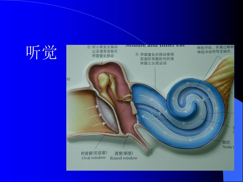 耳鼻咽喉头颈外科学总论.ppt_第3页