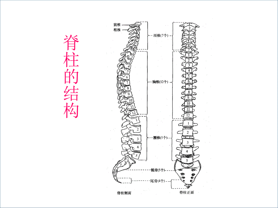 脊髓损伤的康复评定.ppt.ppt_第2页