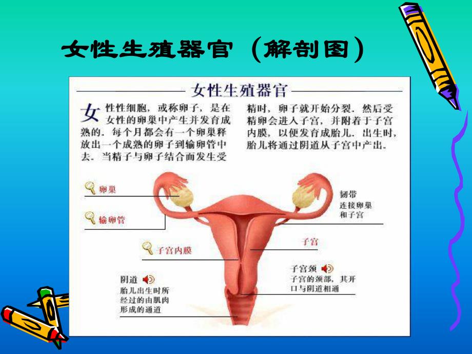 青期少女生理与心理卫生.ppt_第2页