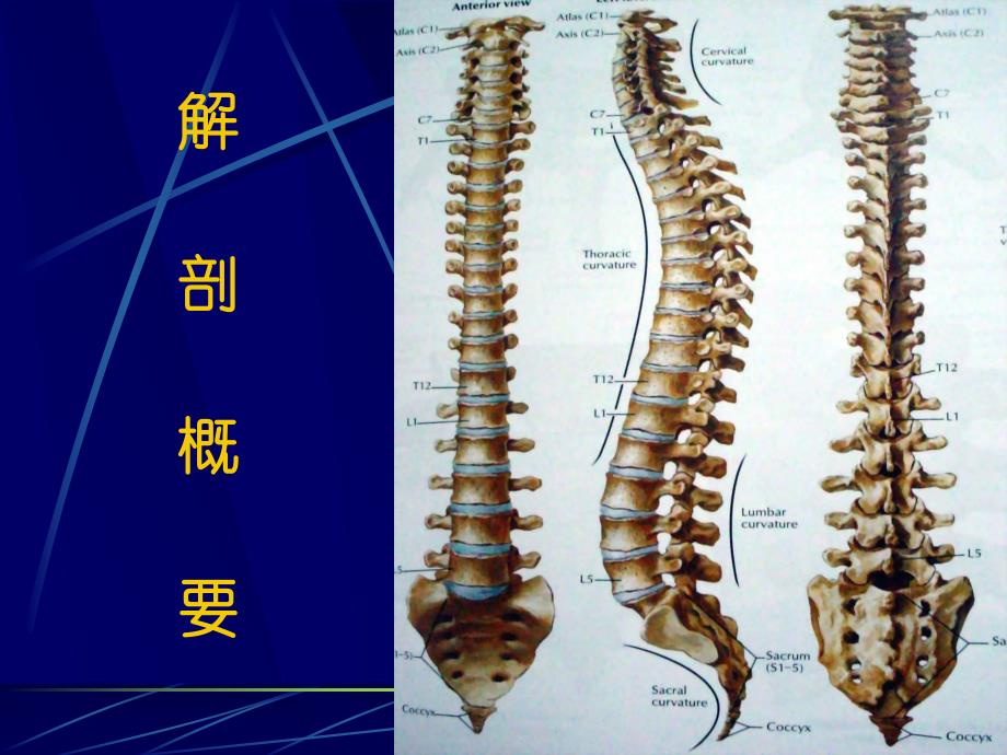 脊柱骨盆骨折.ppt_第3页