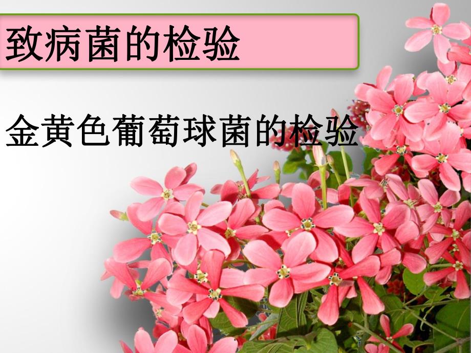 金黄色葡萄球菌的检验.ppt_第1页